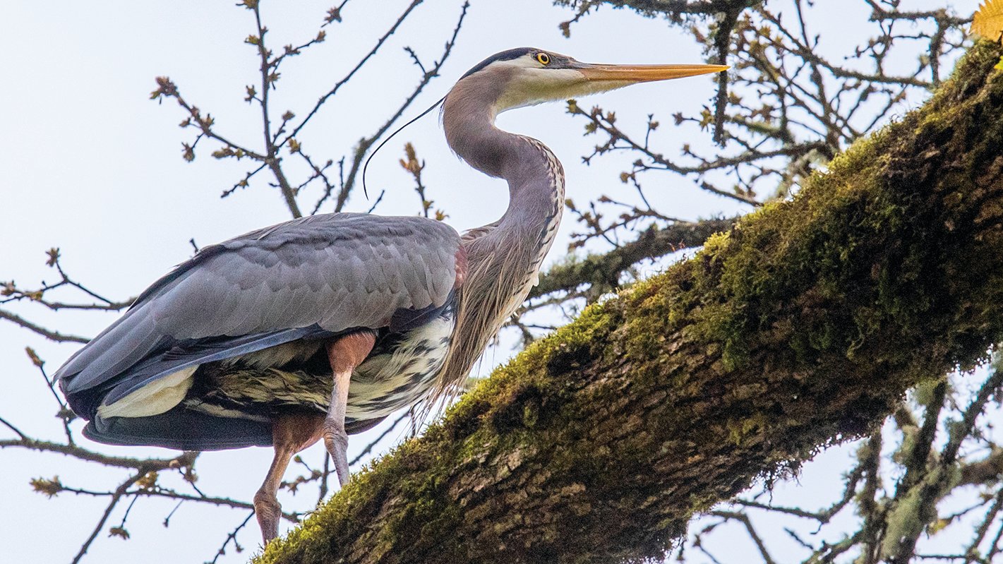 A heron patiently awaits its next meal along the shores of Fort Borst Lake in Centralia on Wednesday. See more photographs by Jared Wenzelburger online at chronline.com
