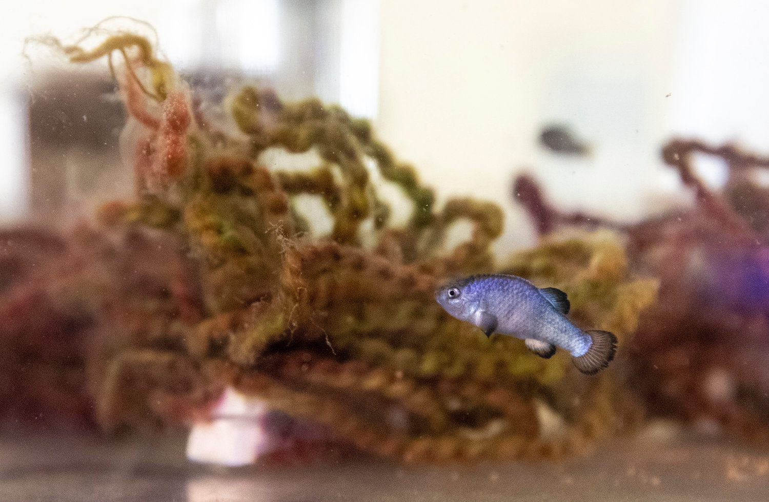 A Devil's Hole pupfish swims in a propagation aquarium at the Ash Meadows Fish Conservation Facility, Friday, April 29, 2022, in Ash Meadows National Wildlife Refuge, Nevada. (Brian van der Brug/Los Angeles Times/TNS)