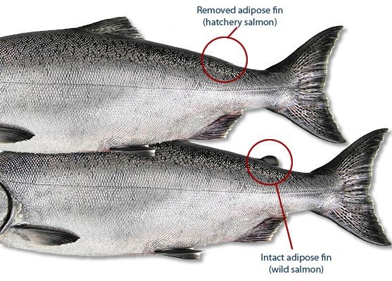 In nearly all cases, the adipose fin of a hatchery fish is removed, while a wild fish has an intact adipose fin. This helps anglers discern which fish can be kept when fishing is open for retention. Some Chinook smolts released on the Cowlitz River in 2022 were intentionally left with an intact adipose fin as part of a broodstock recovery effort.