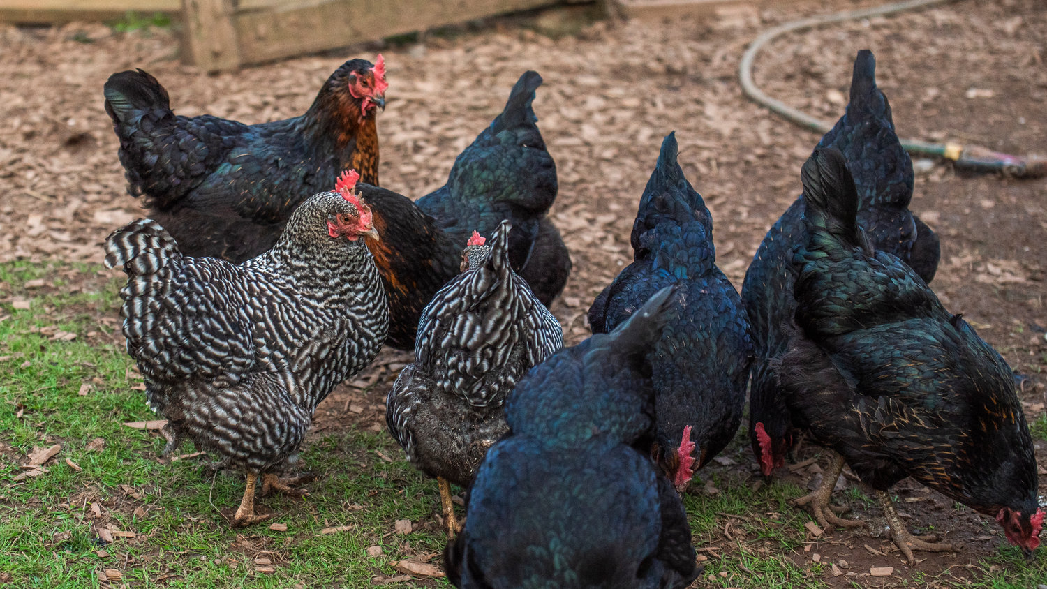 FILE PHOTO — Hens peck through dirt west of Chehalis.