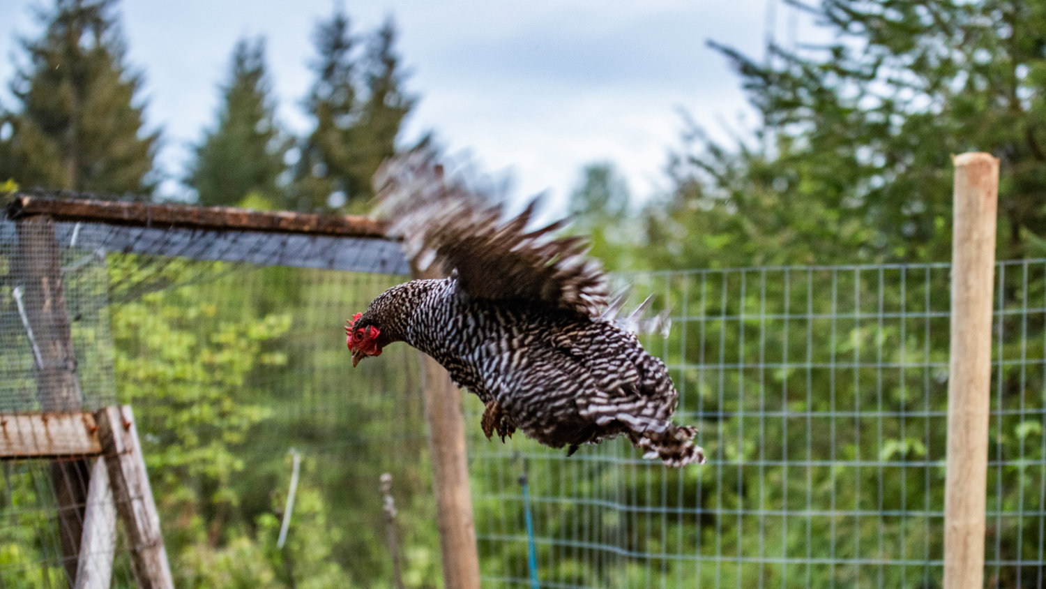 FILE PHOTO — A barred rock hen flies through the air west of Chehalis.
