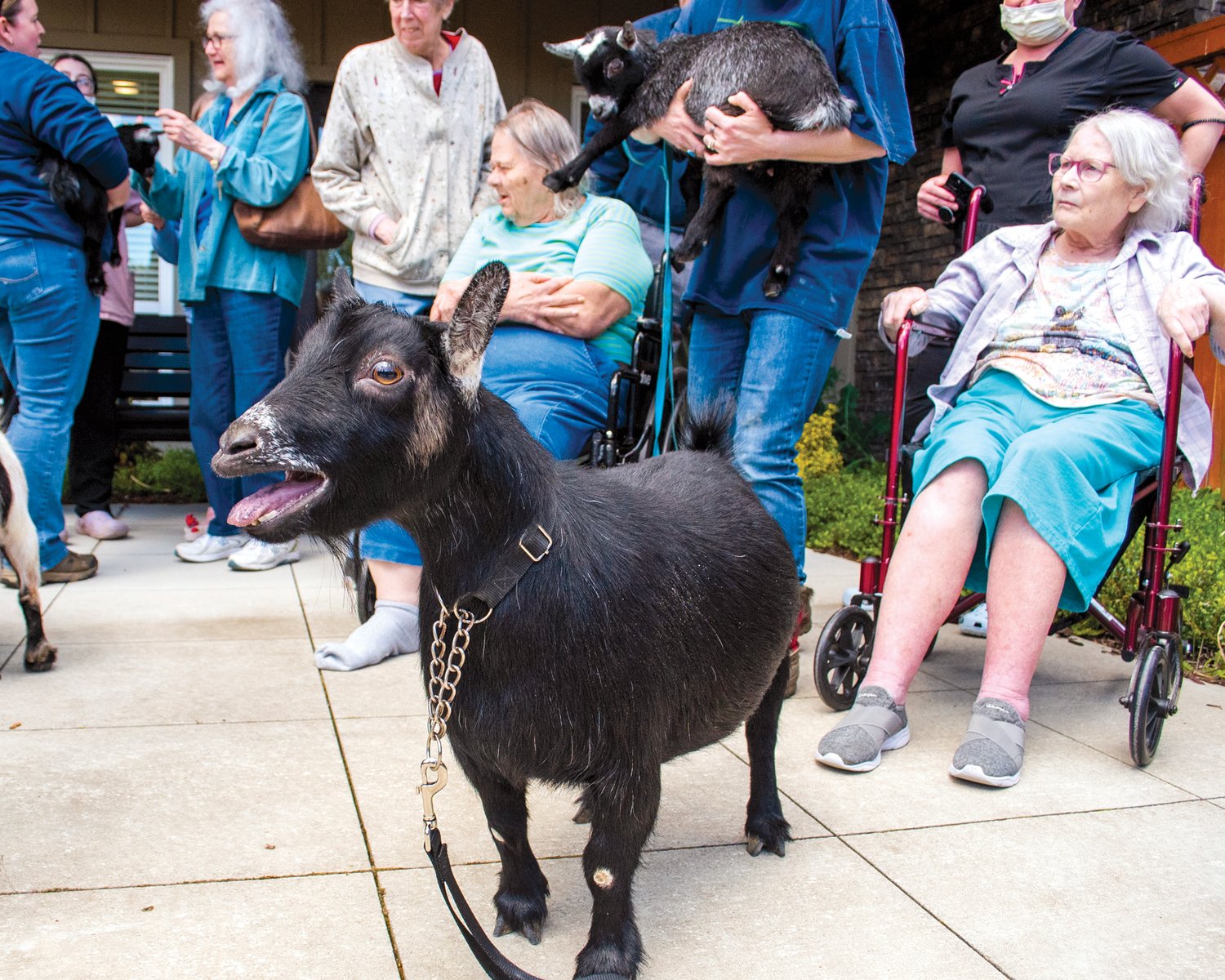 Rain, a pygmy goat, sounds off at Woodland Village Concepts of Chehalis Thursday afternoon while visiting residents and staff with her baby Luna.