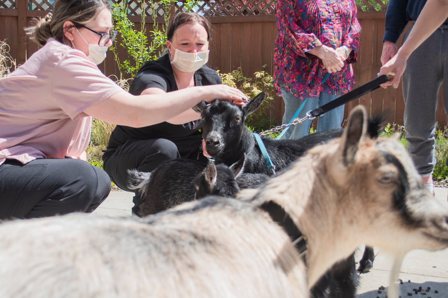 Staff at Woodland Village Concepts of Chehalis pet visiting pygmy goats Thursday afternoon.
