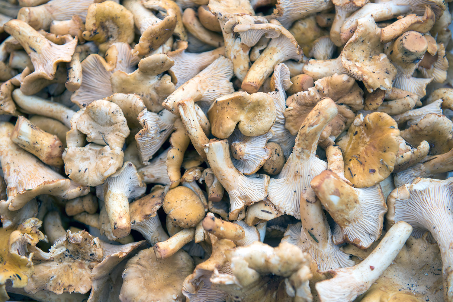 Fresh picked chanterelle mushrooms