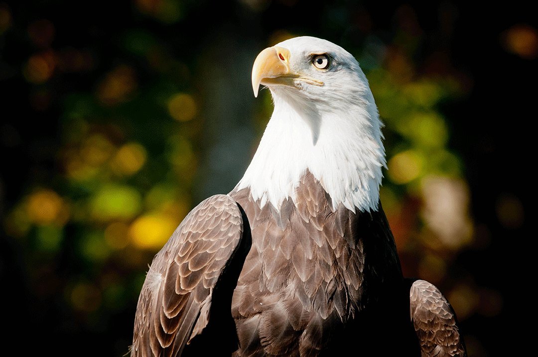 A bald eagle is pictured at Northwest Trek in this file photo.