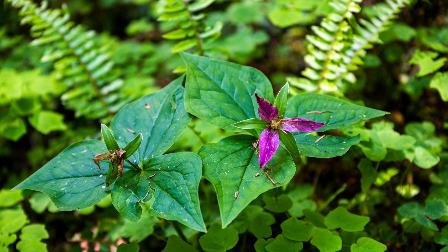 A Trillium blooms in an old growth forest near Rainbow Falls State Park off state Route 6.