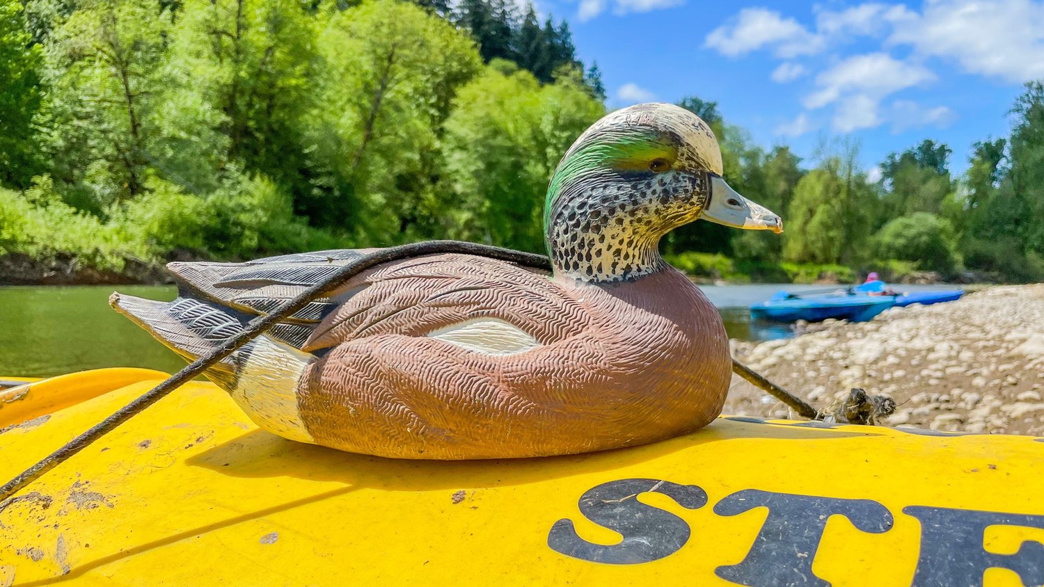 A decoy duck found floating in the Chehalis River serves as a figurehead on the front of a kayak while traveling past flying mergansers and swooping eagles in Rochester.