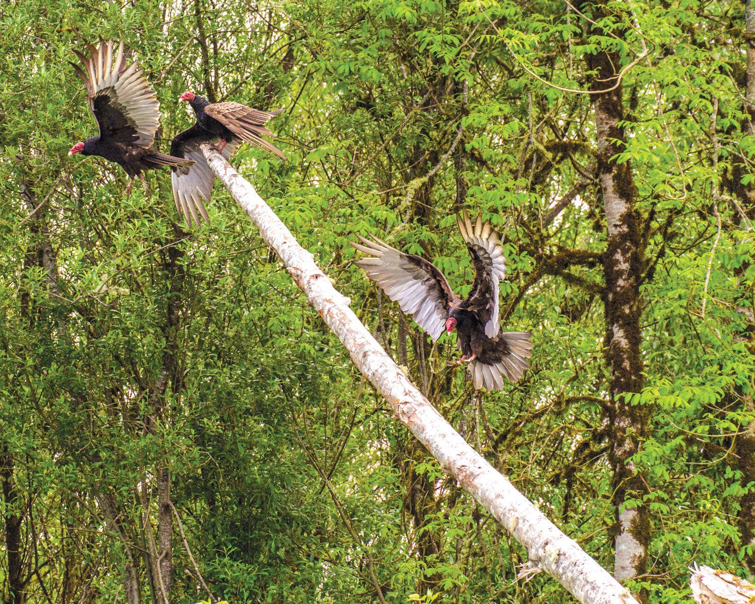 Turkey vultures spread their wings along the Chehalis River near Montesano.