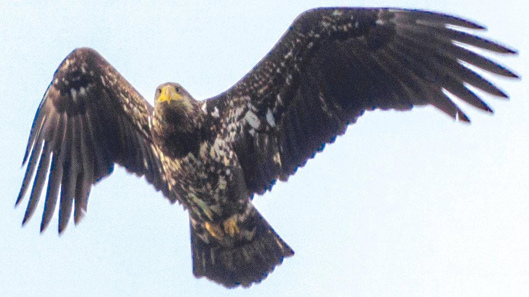 A juvenile bald eagle swoops over the Chehalis River near Montesano.