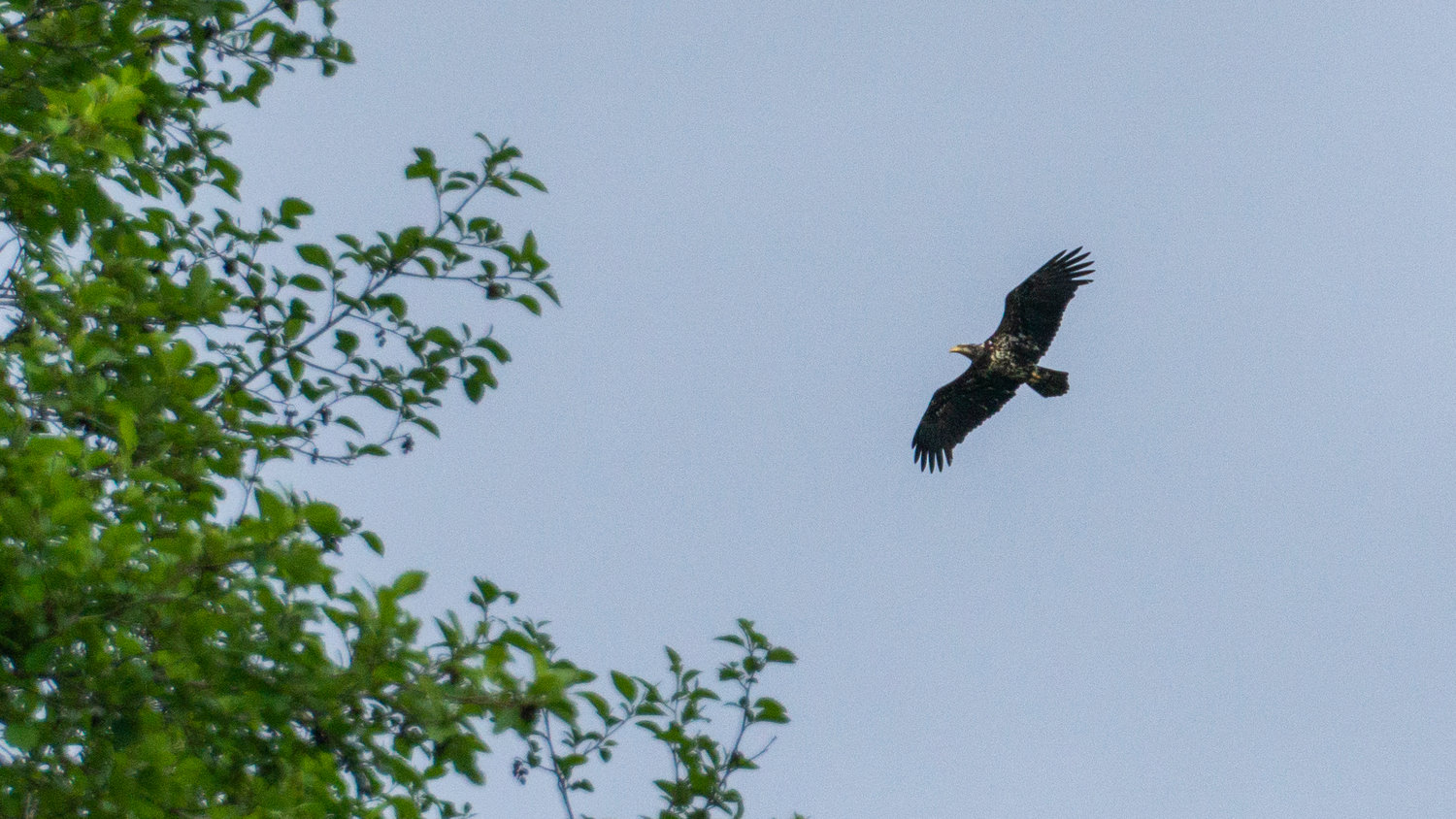 A juvenile bald eagle disappears behind trees after flying over the Chehalis River near Montesano.