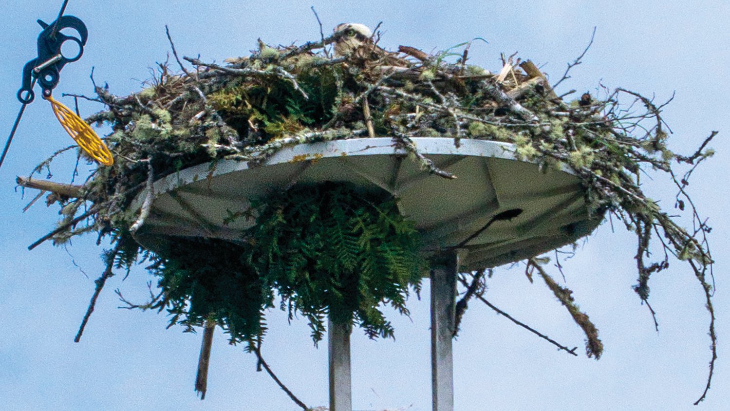 A baby osprey is heads up in a nest on a post between Brady Loop Road East and the Chehalis River.