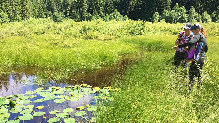 Beaver habitat in Gifford Pinchot National Forest, courtesy Cascade Forest Conservancy