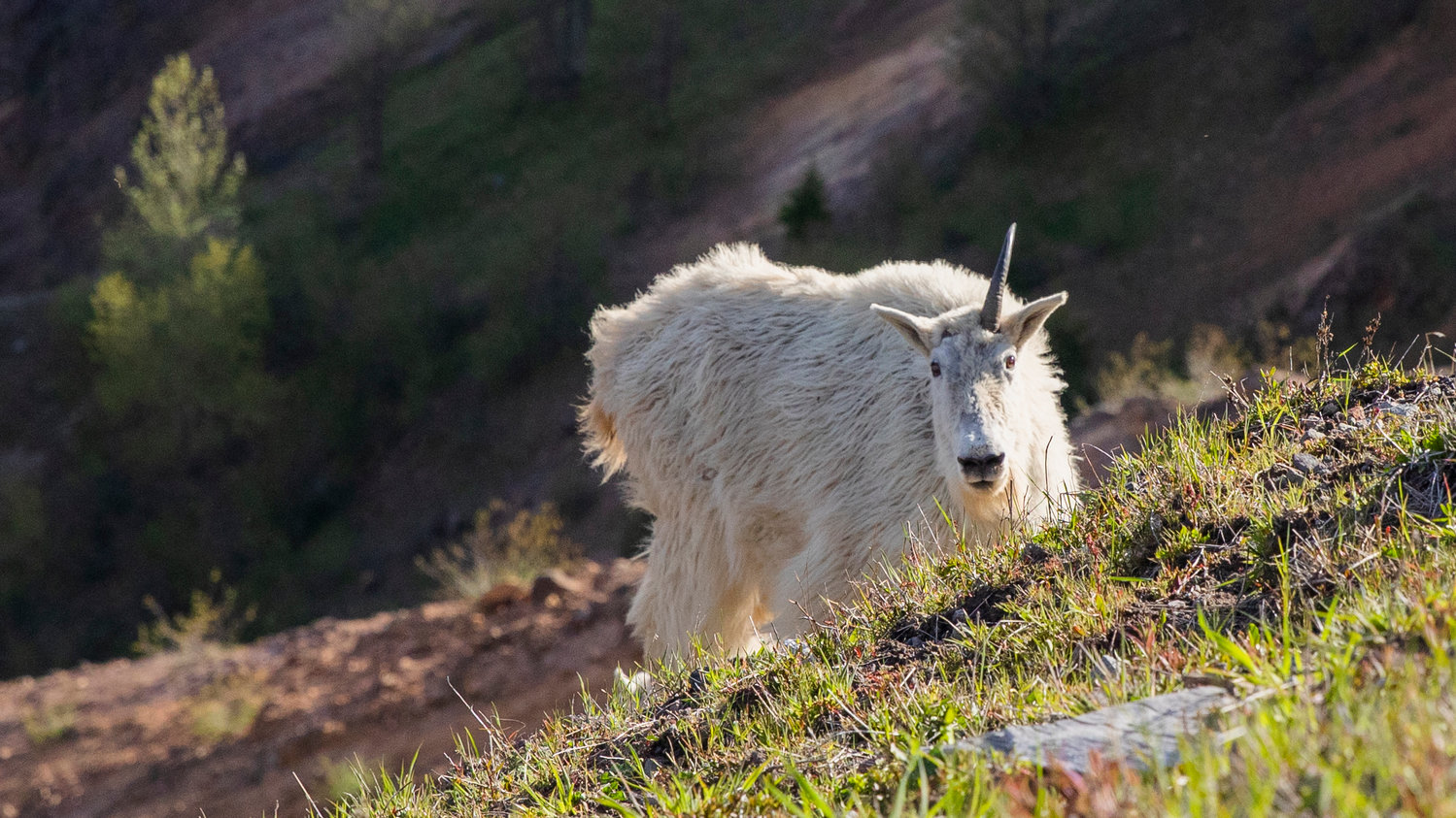 A mountain goat with a single horn looks on from below a trail in the Mount Margaret Backcountry in the Gifford Pinchot National Forest on Wednesday.