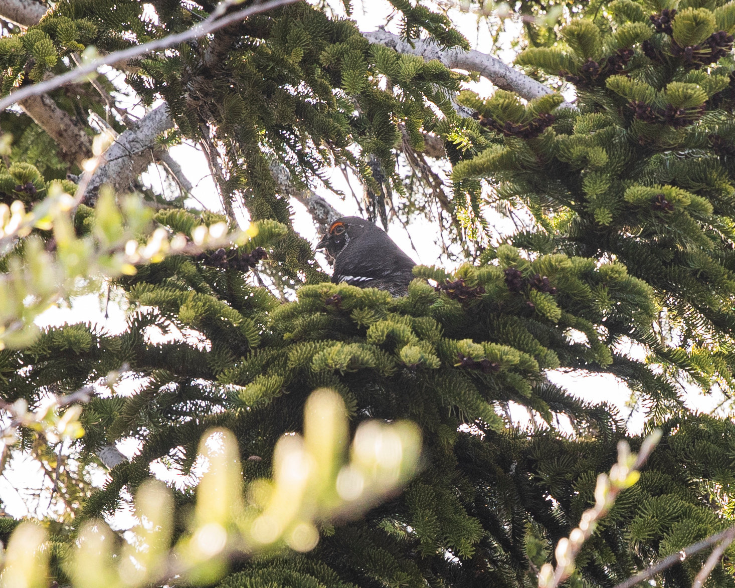 A Spruce Grouse sounds off from a tree near the entrance to the Mount Margaret Backcountry in the Gifford Pinchot National Forest on Wednesday near the Johnston Ridge Observatory.
