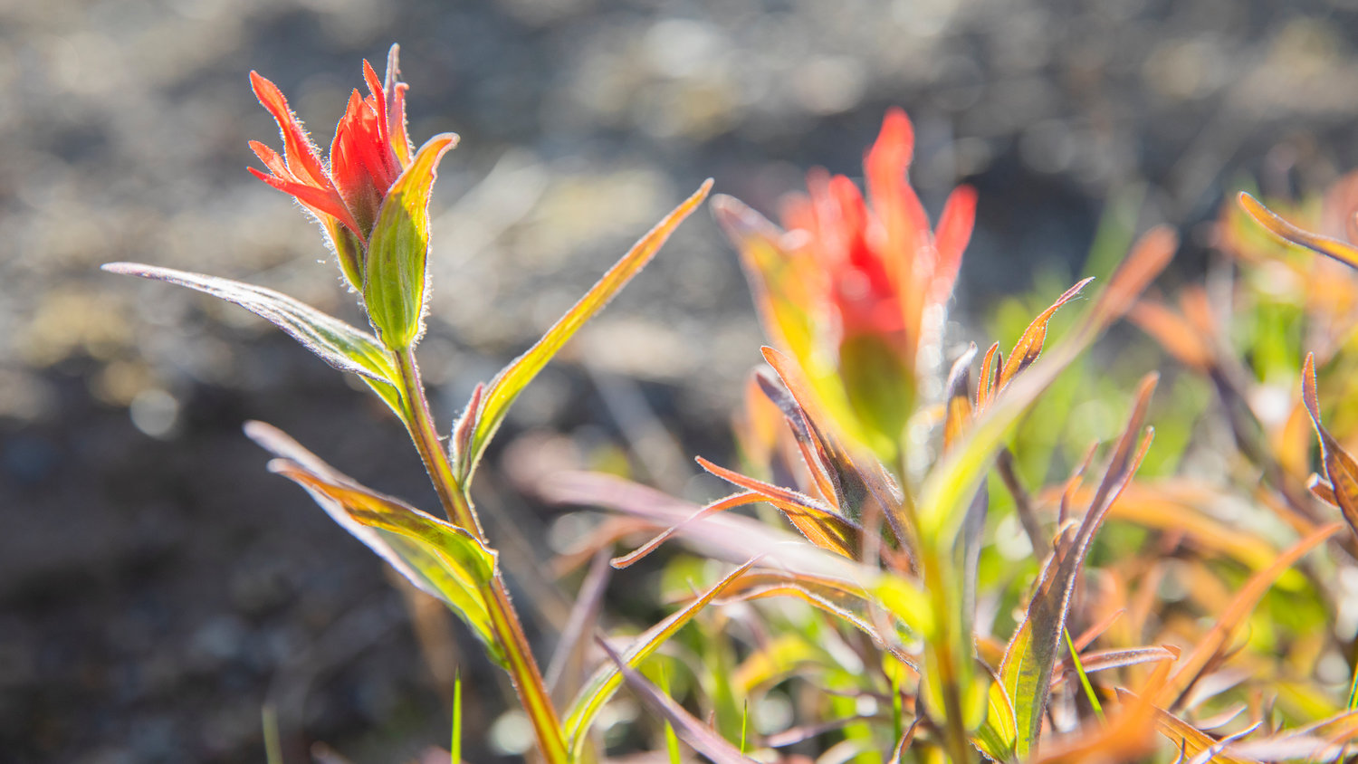 Red Indian Paintbrush sprouts from the ground near the Johnston Ridge Observatory and Mount St. Helens National Volcanic Monument.