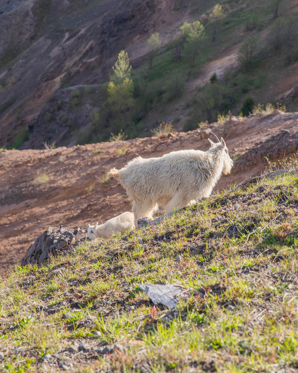 A mountain goat and kid graze below a trail in the Mount Margaret Backcountry in the Gifford Pinchot National Forest on Wednesday.