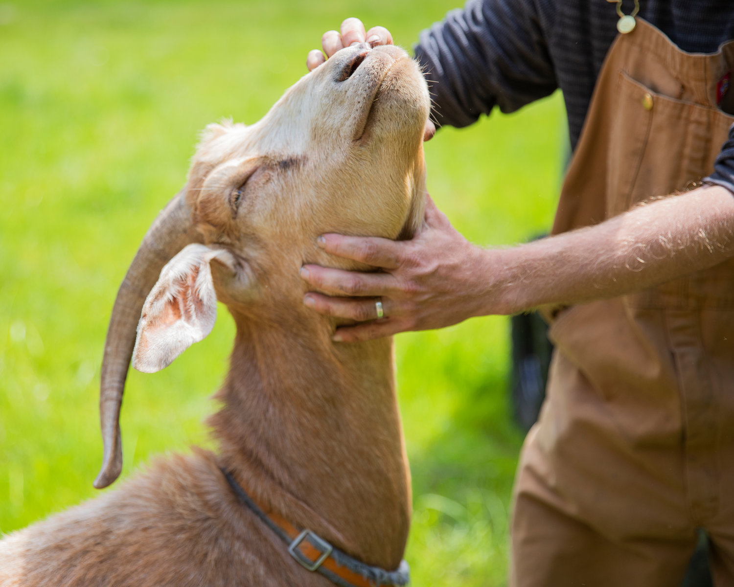 Brian Dennis pets a goat on his property near Toledo.