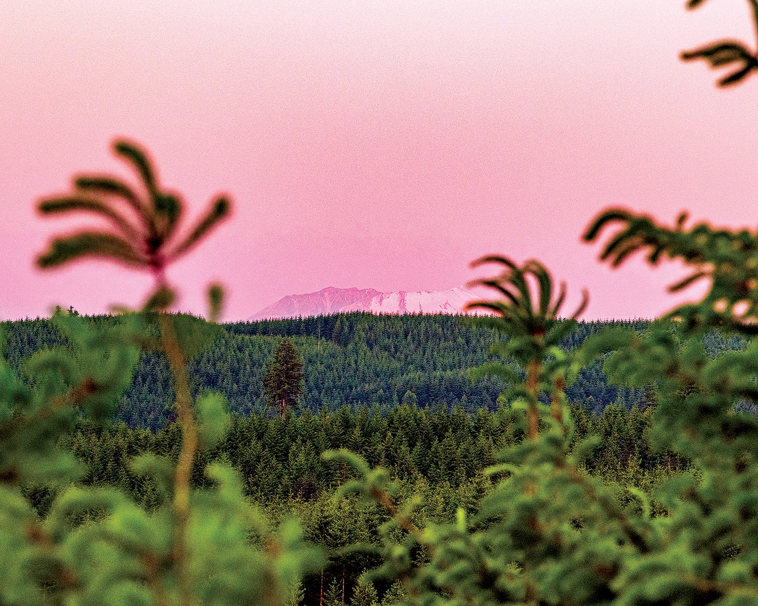 The top of Mount St. Helens is seen from Crego Hill in Adna on Tuesday evening as the sky glows pink in the sunset.