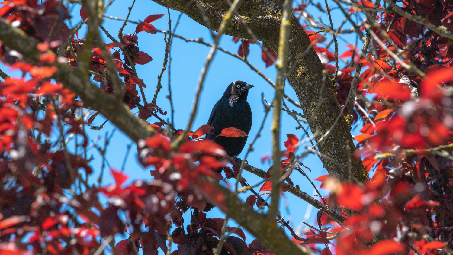 A Brewer’s blackbird looks on from a tree in front of Chehalis City Hall on Thursday.