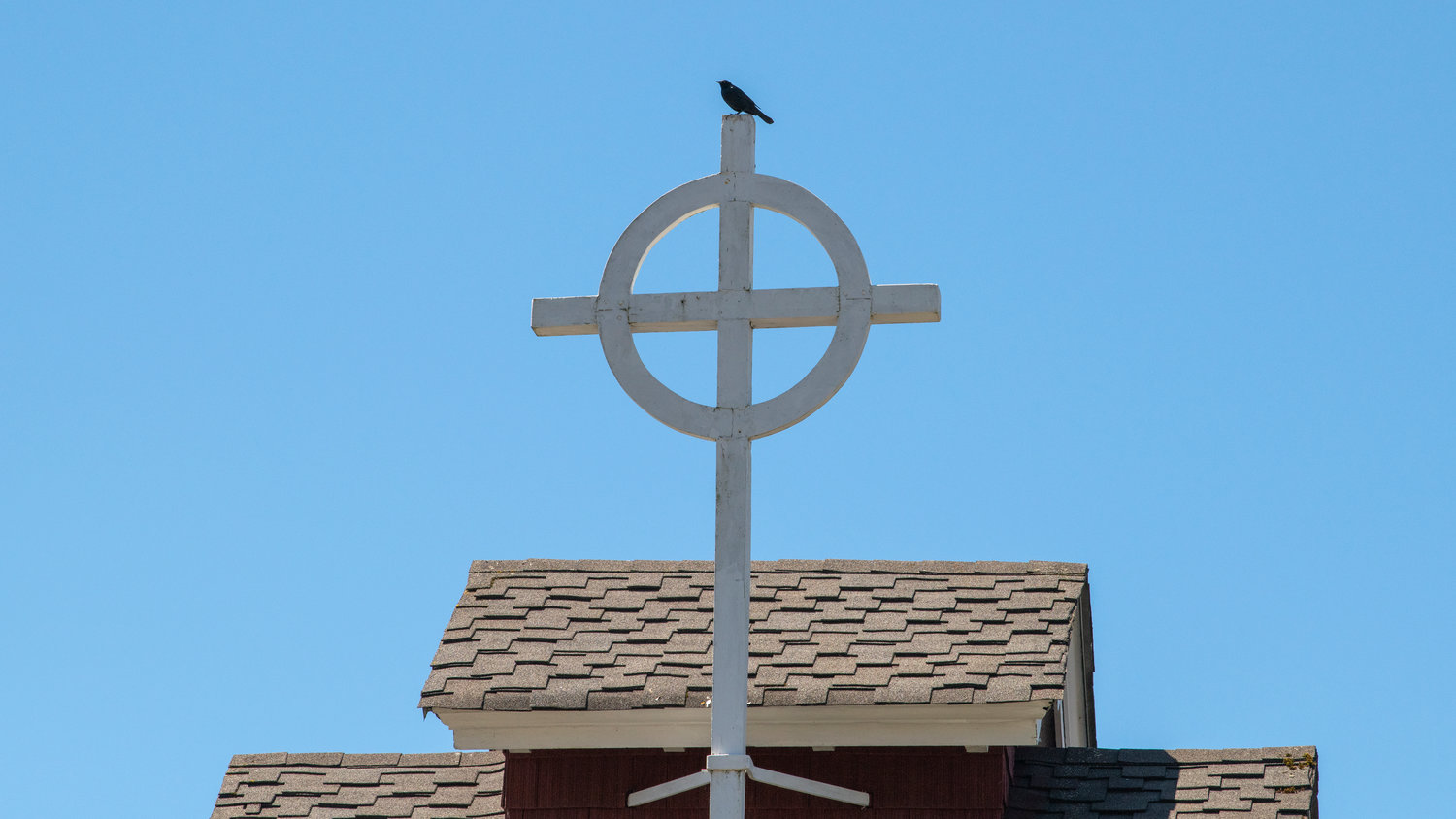 The bird often sits atop the cross on Westminster Presbyterian Church across Market Boulevard from city hall, awaiting his next victim.
