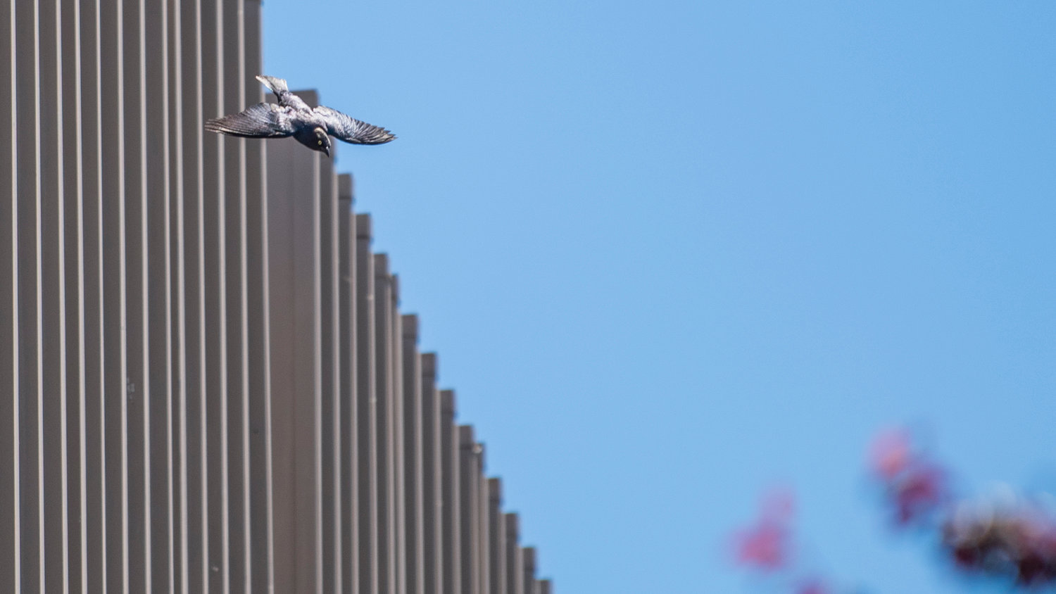 A Brewer’s blackbird dives from the roof of Chehalis City Hall towards pedestrians Thursday afternoon.