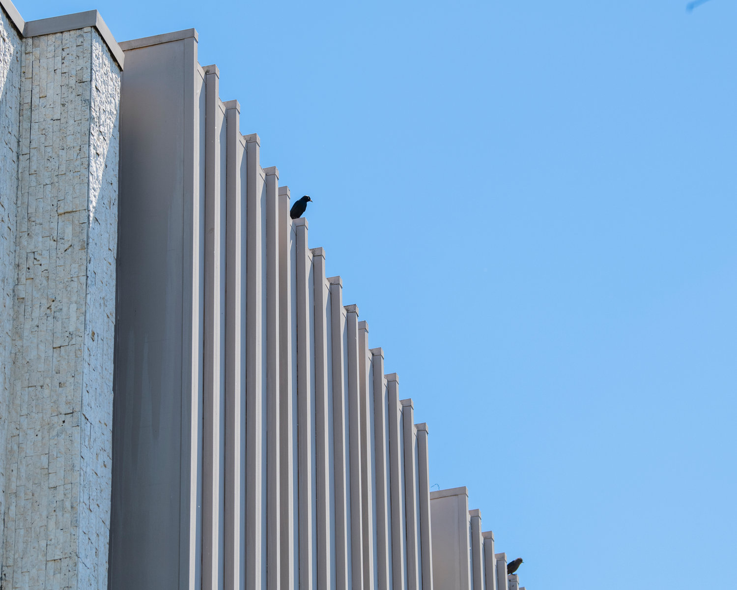 A couple of Brewer’s blackbirds sit atop Chehalis City Hall Thursday, June 23, 2022.