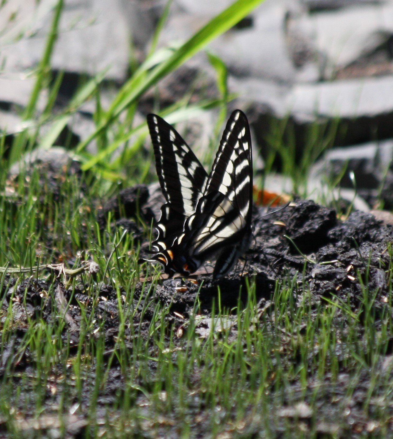 Chronicle staffer Sarah Burdick captured these photographs of swallowtail butterflies at her property south of Chehalis on Sunday morning. To submit photographs for potential publication in The Chronicle, email them to news@chronline.com. Be sure to include details like where the photograph was captured and when.