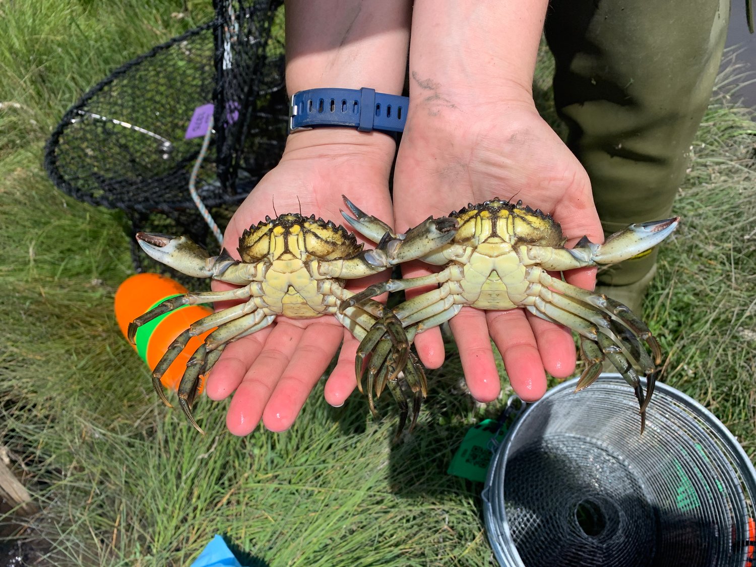 Two European green crabs removed by WDFW from Hood Canal near Seabeck in Kitsap County on June 2, 2022. Photo by WDFW.