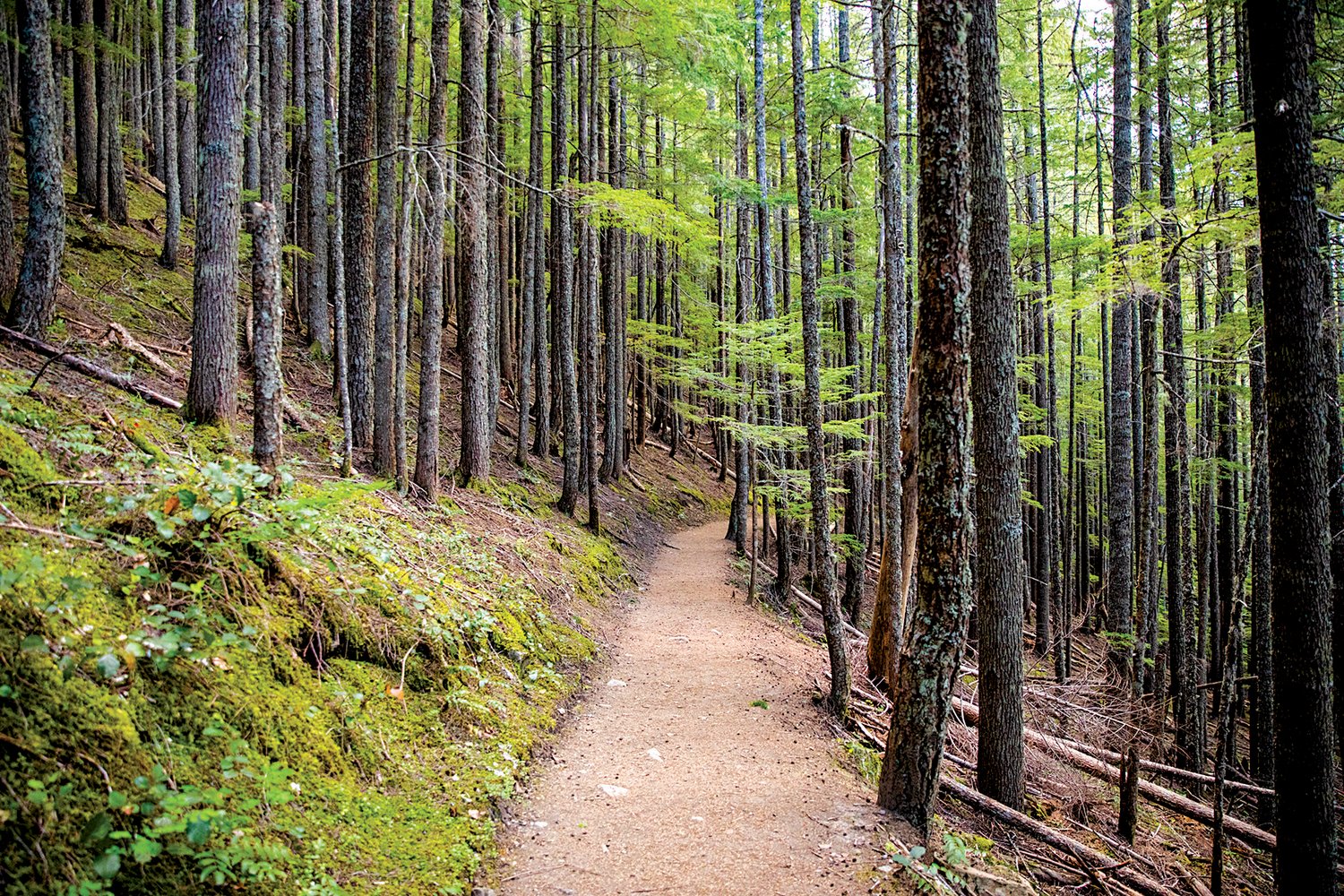 Trees grow along the Packwood Lake trail Wednesday.