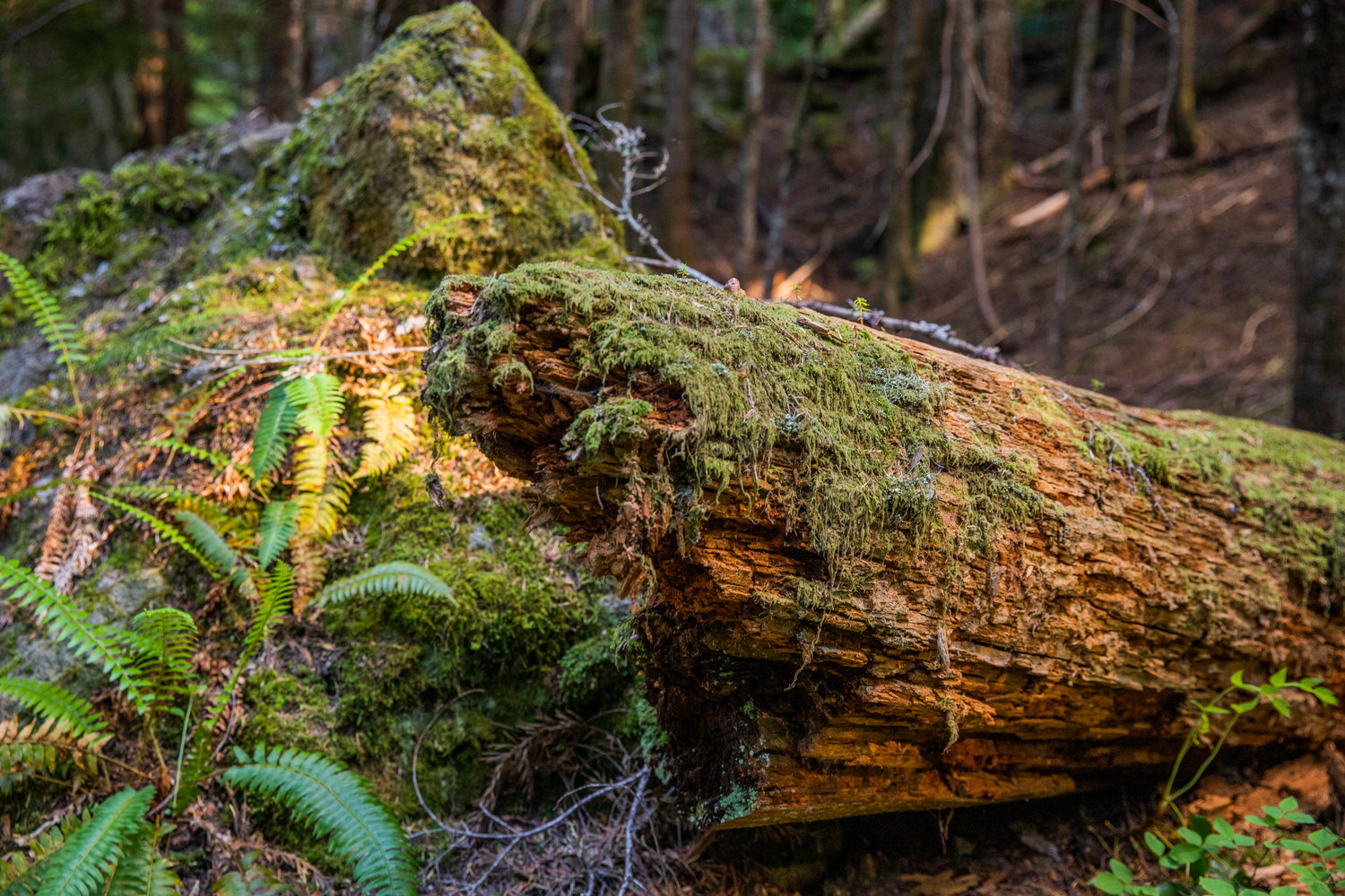 Moss and ferns grow in the Gifford Pinchot National Forest near logs and rocks Wednesday evening.