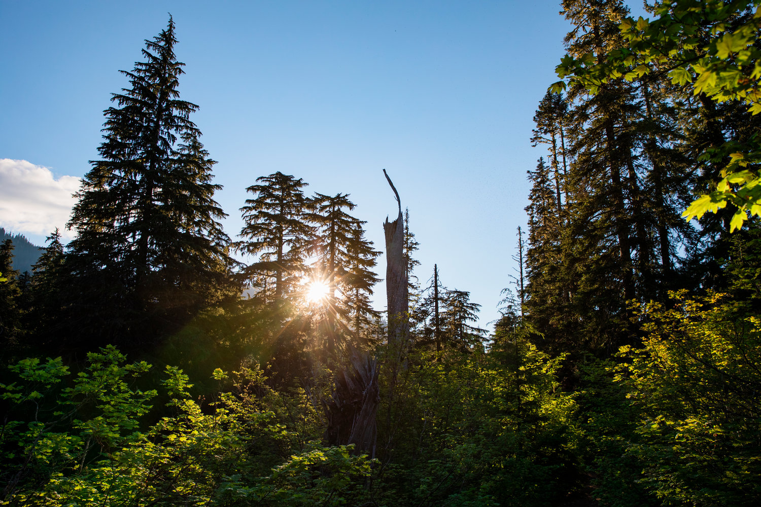 The sun shines through trees in the Gifford Pinchot National Forest on Wednesday.