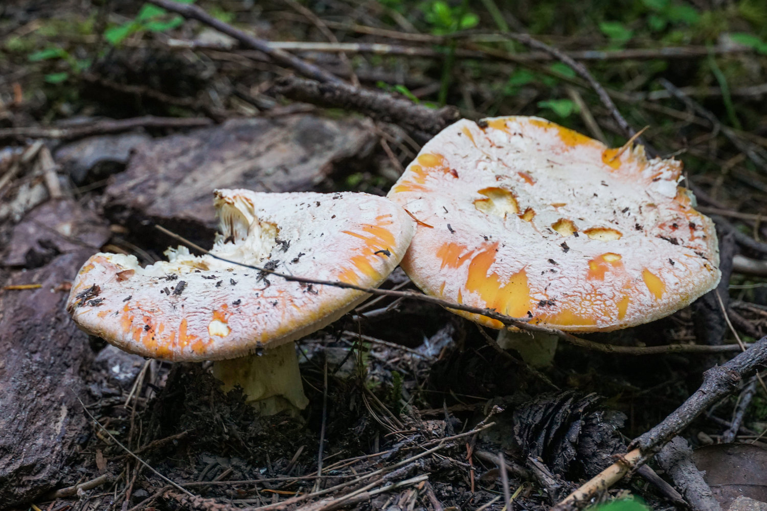 Mushrooms grow on the forest floor in the Goat Rocks Wilderness just off the Packwood Lake trail, pictured Wednesday afternoon.