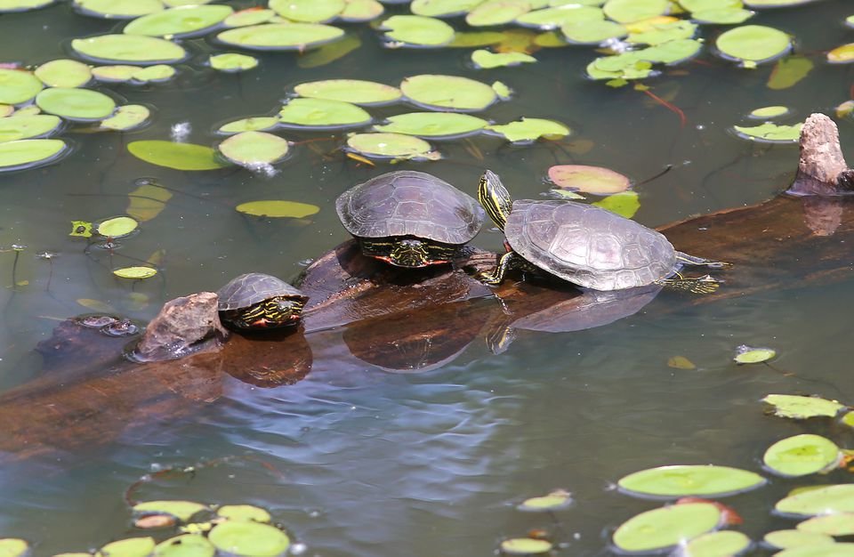 Turtles gather on a log at the Steigerwald Lake National Wildlife Refuge, seen from a nearby trail.