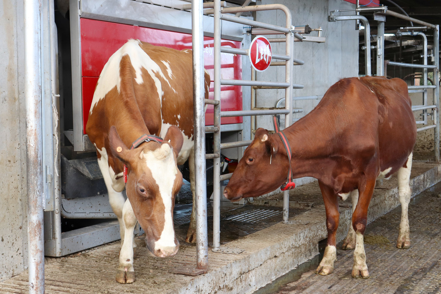 A cow exits the Lely Astronaut milking robot at Sun-Ton Farms in Adna on Friday.