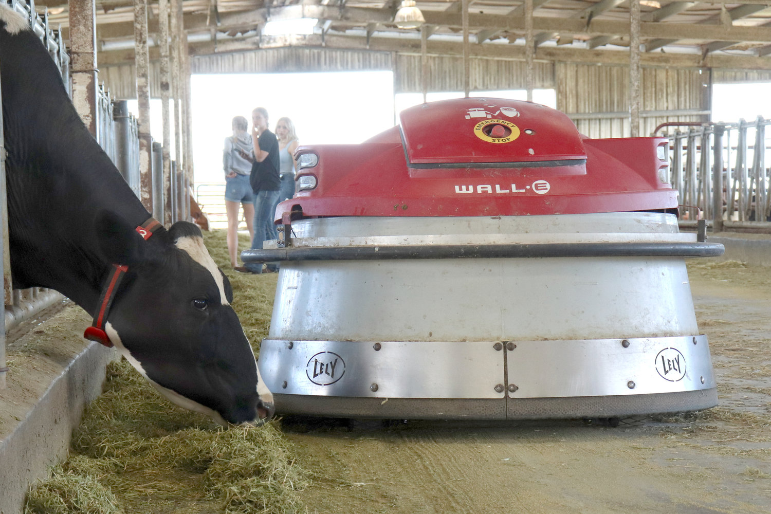 A cow eats hay pushed into reach by the Lely Juno automatic feed pusher, affectionately nicknamed after the Pixar character “WALL-E” by its owners, at Sun-Ton Farms in Adna on Friday.