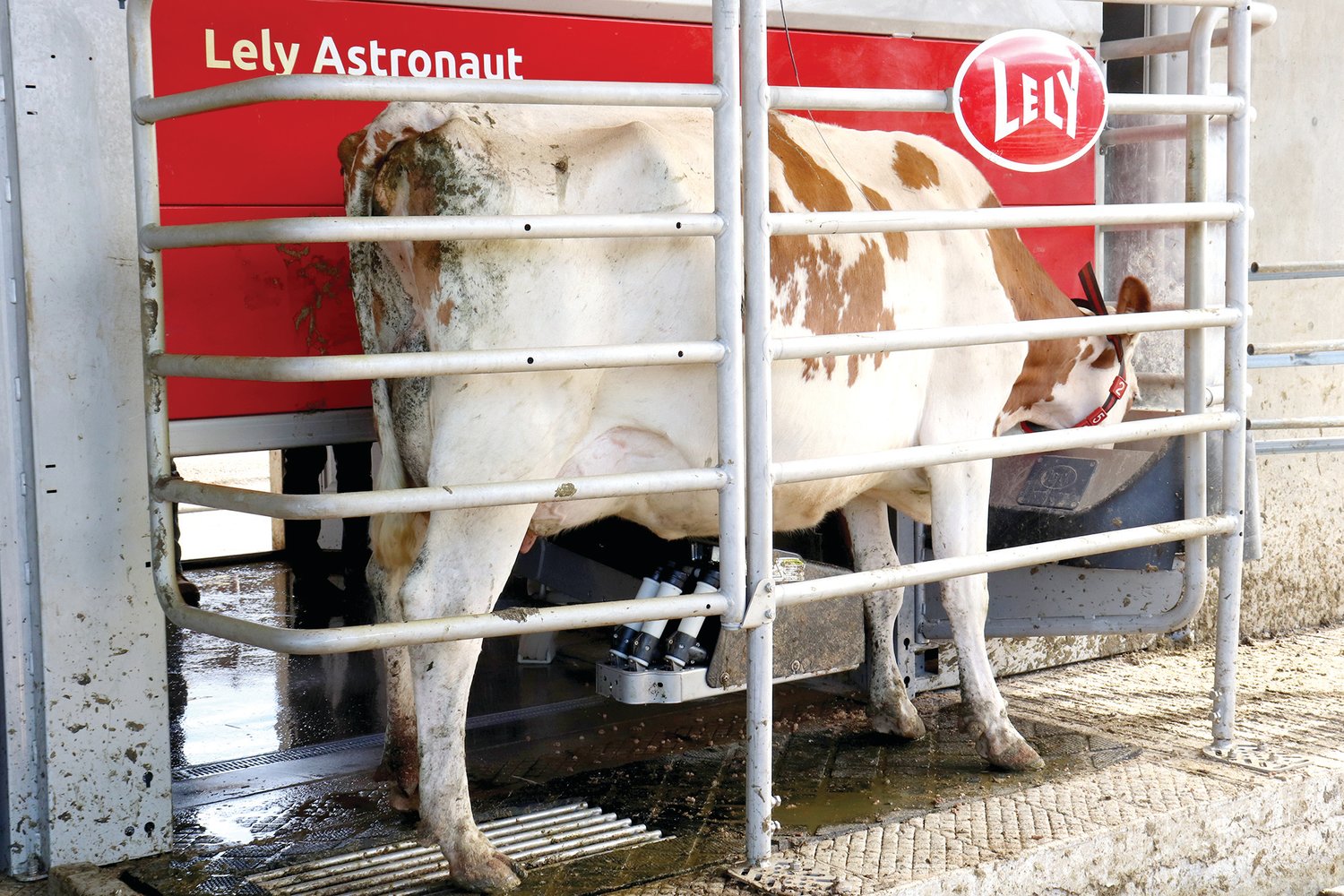 A cow eats grain while being milked by the Lely Astronaut milking robot at Sun-Ton Farms in Adna on Friday.