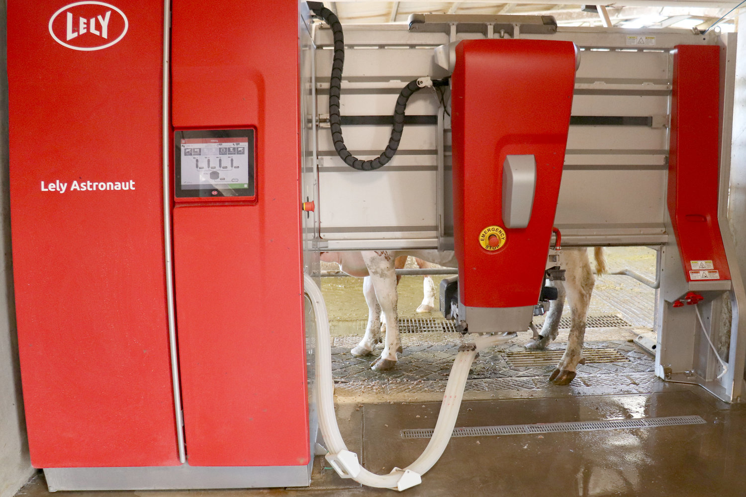 The Lely Astronaut milking robot milks a cow at Sun-Ton Farms in Adna on Friday.