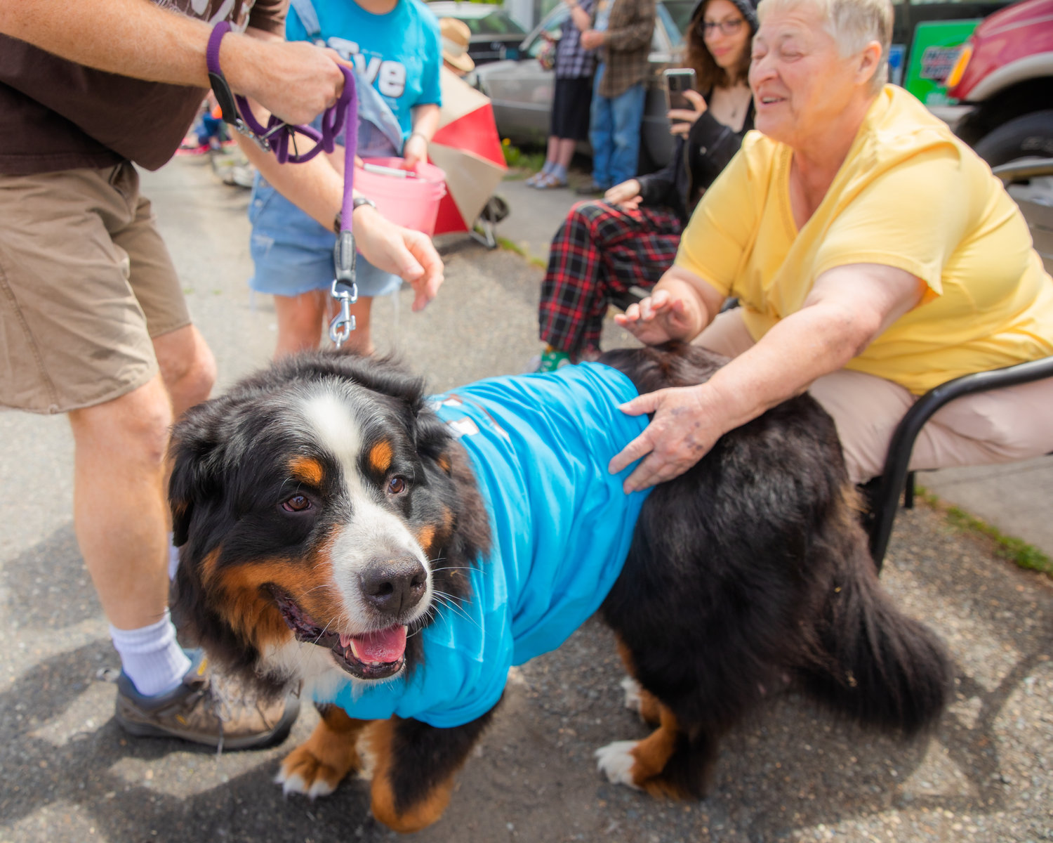 A Bernese Mountain Dog receives pets during the Oregon Trail Days parade Saturday morning in Tenino.