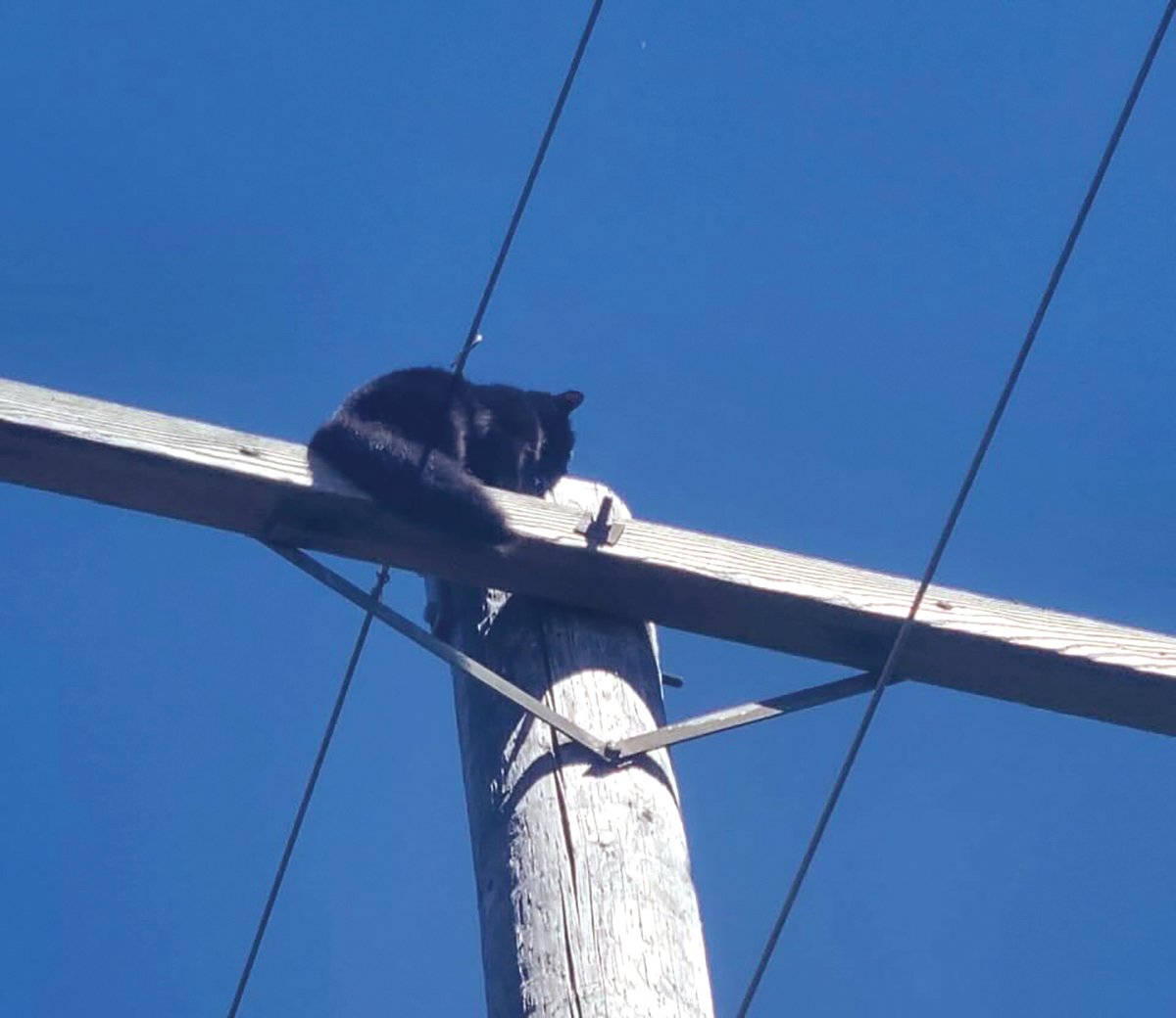 Raven sits on the crossarm of a utility pole west of Chehalis before being rescued by Lewis County Public Utility District employees.