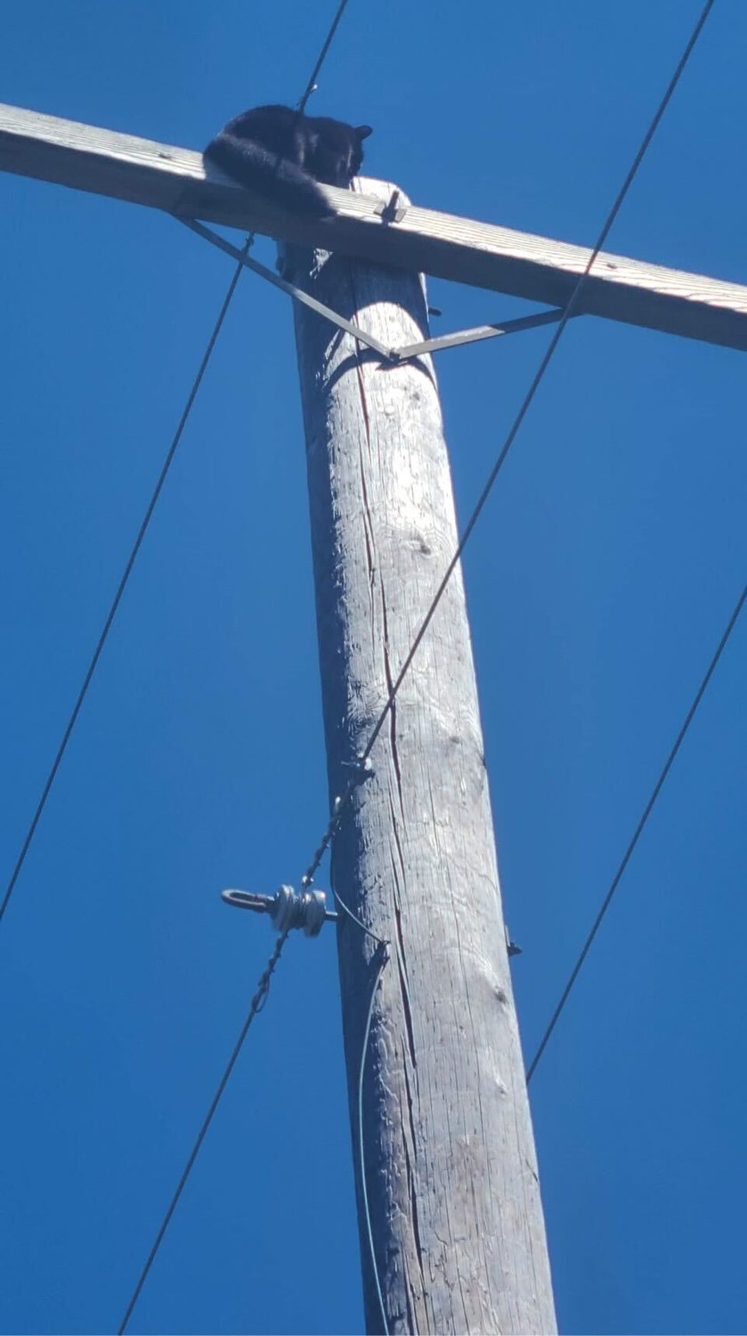 Raven sits on the crossarm of a utility pole west of Chehalis before being rescued by Lewis County Public Utility District employees.
