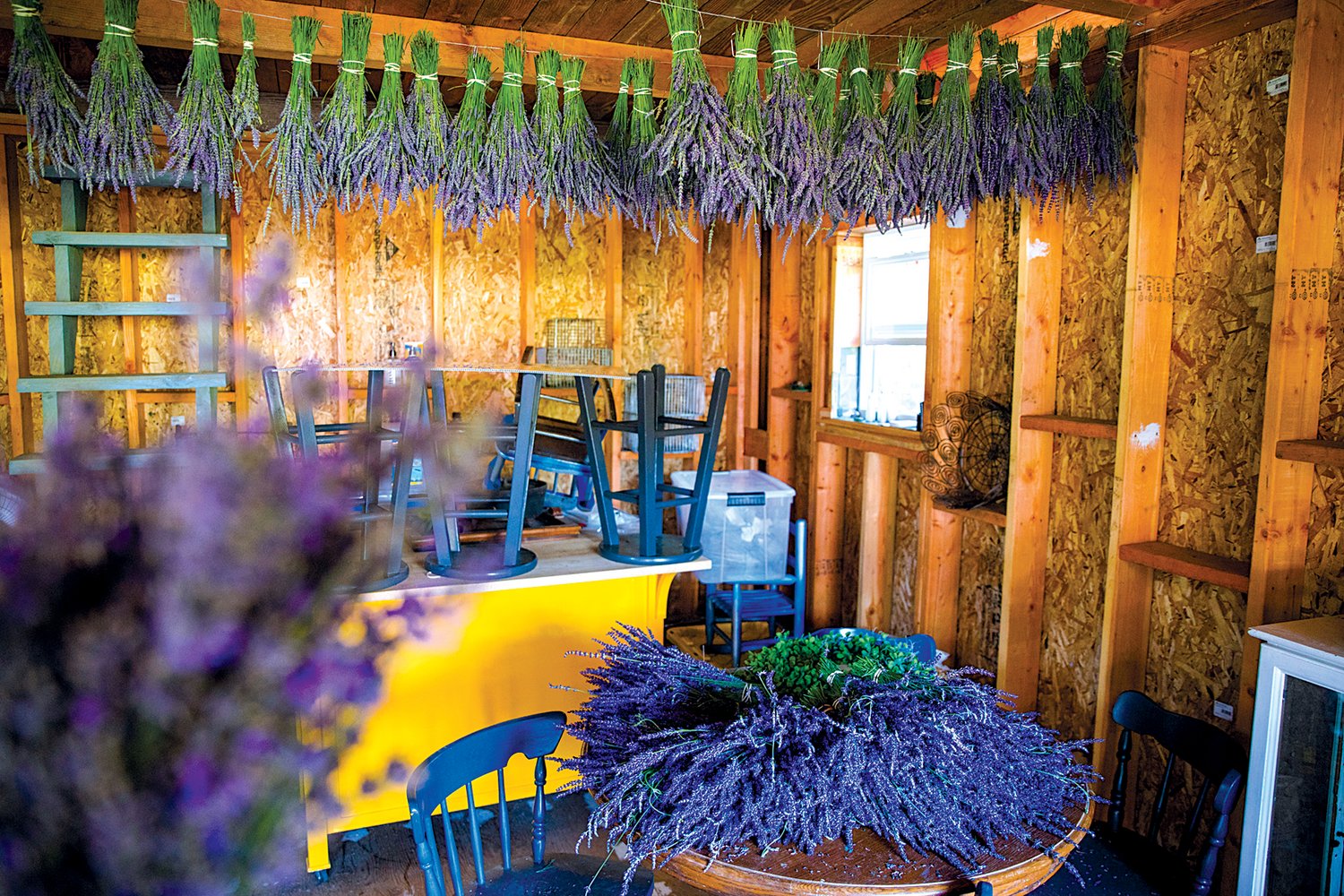 Plants hang in a cabin at the Pace Family Lavender Farm in Adna.