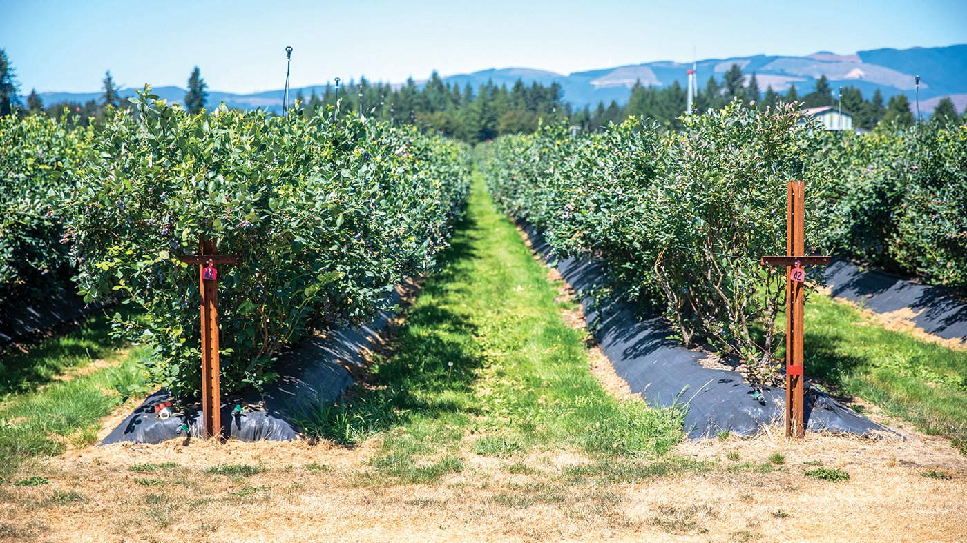 Blueberry plants are seen on a sunny Saturday in Mossyrock.