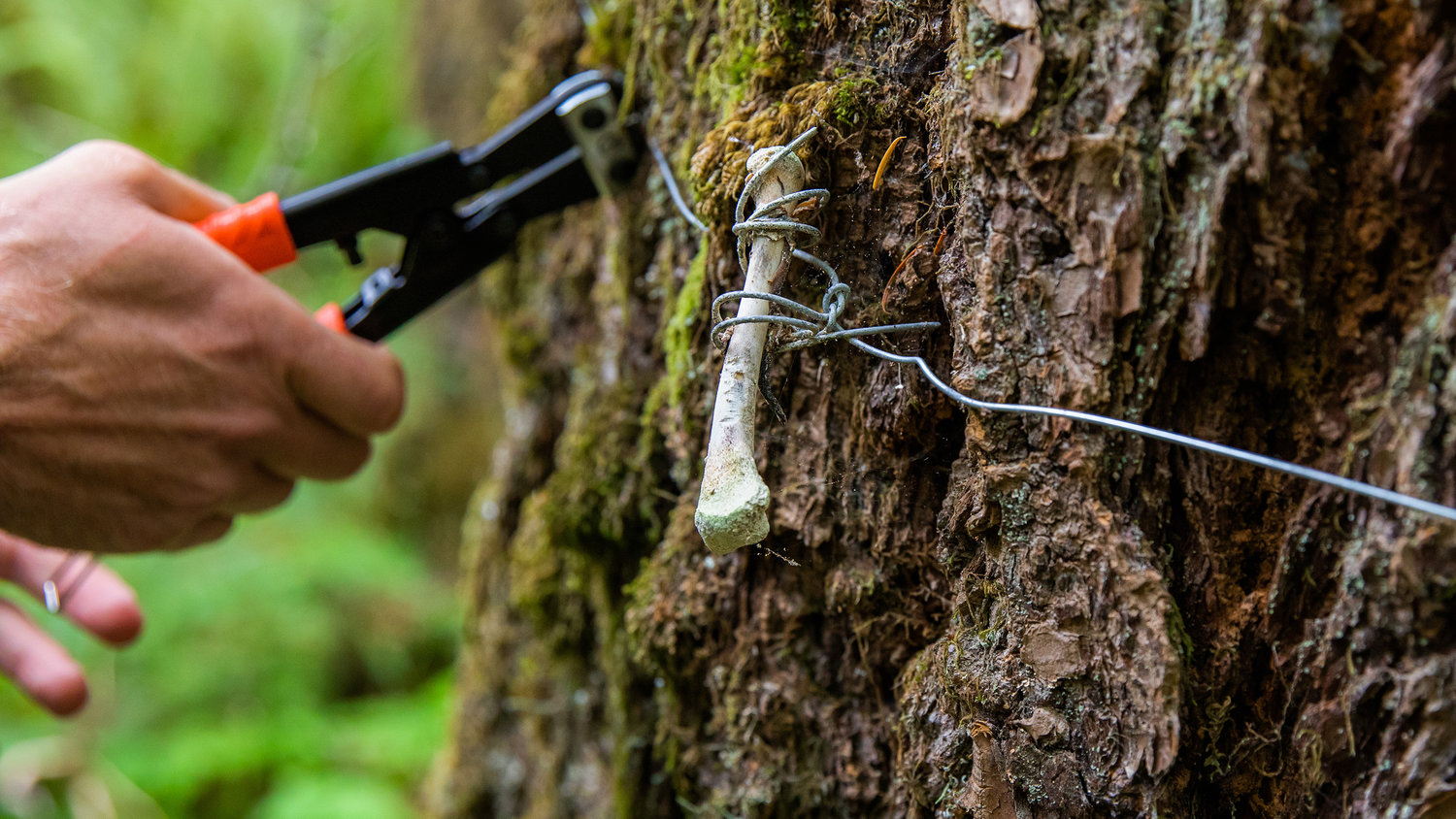 A chicken leg wrapped around a tree with wire was used as bait in front of a game camera.