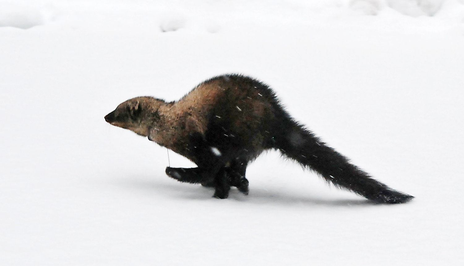 In this photo shot Dec. 21, 2008 and released by the National Park Service, a female fisher runs across a snow field after being released in the Sol Duc Valley of Olympic National Park, Wash.