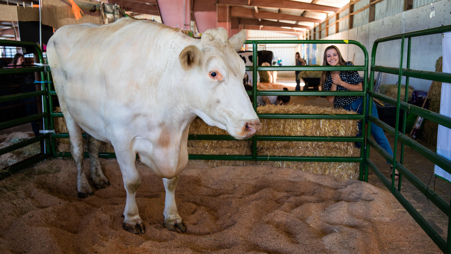 Ryder, a Milking Shorthorn Steer, looks on from a pen during his first visit to the Southwest Washington Fairgrounds.