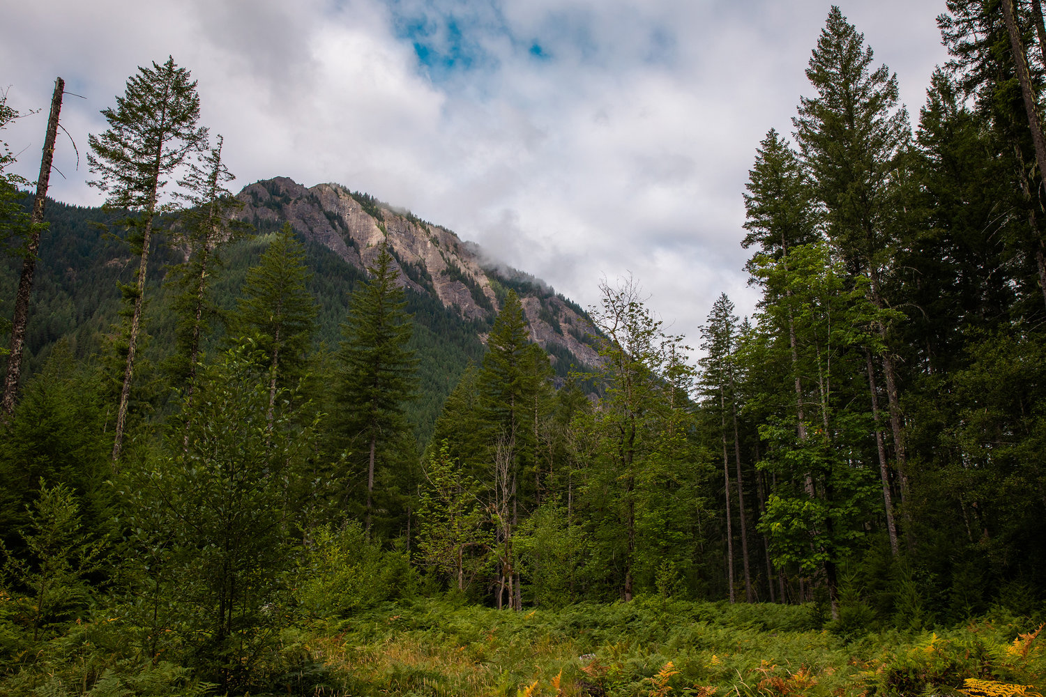 Clouds hang above tree in the Gifford Pinchot National Forest in Lewis County last August.