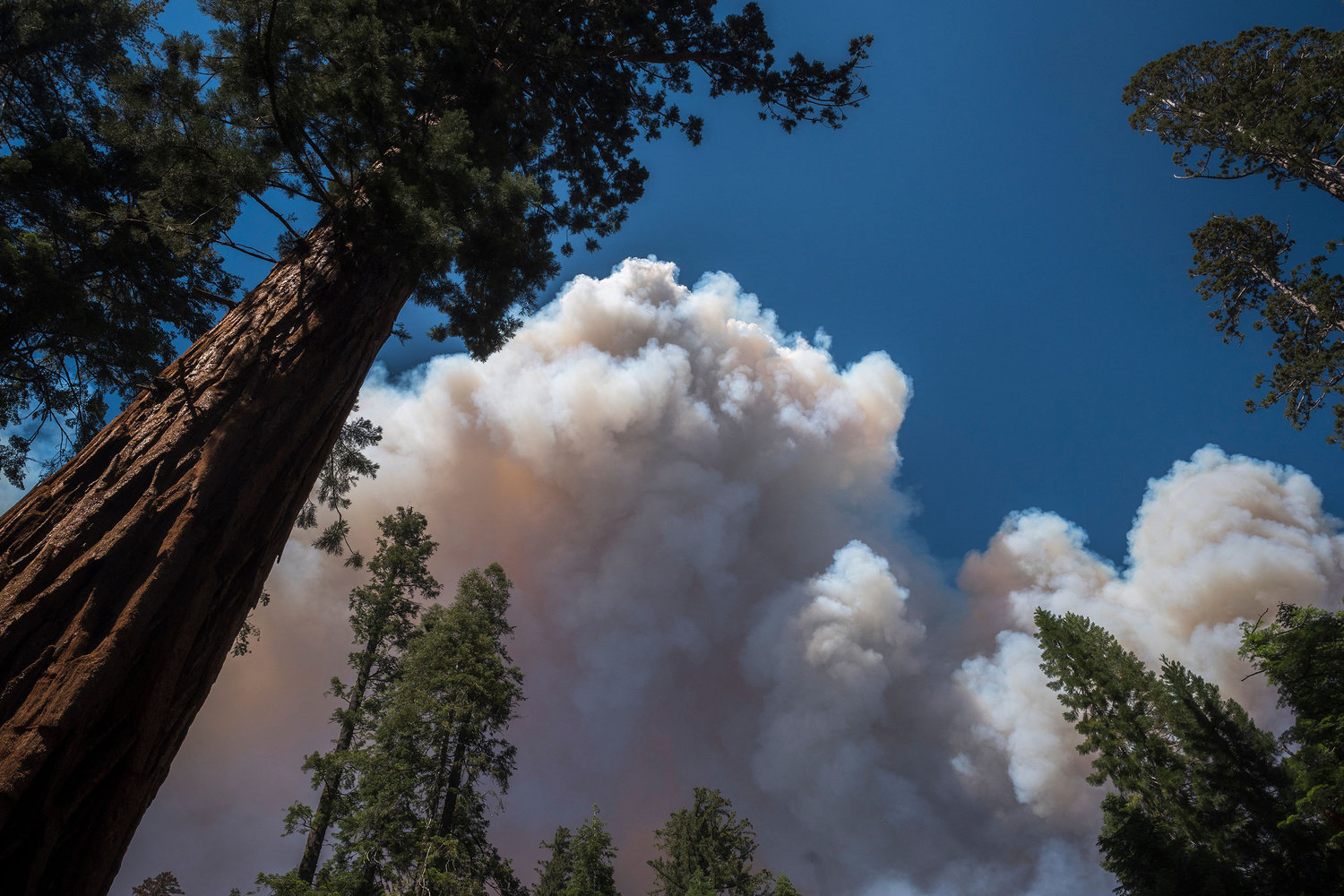 A large plume from the Washburn fire earlier this summer rises over Mariposa Grove in Yosemite National Park in California. (Nic Coury/AFP/Getty Images/TNS)