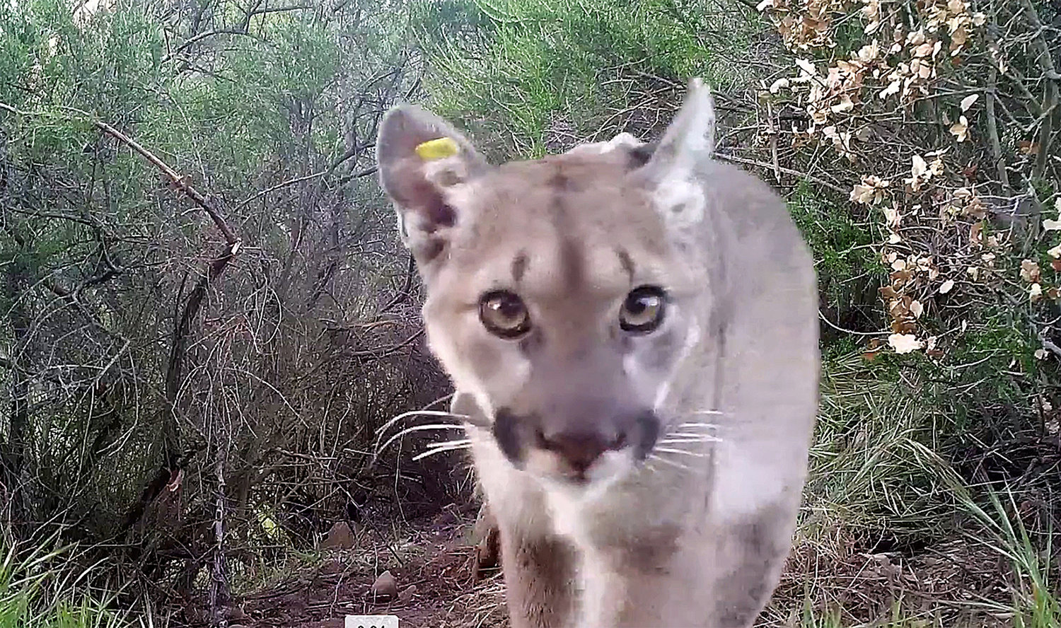 Mountain lion P-54 is pictured in 2018, when she was about a year old. (Santa Monica Mountains National Recreation Area/TNS)