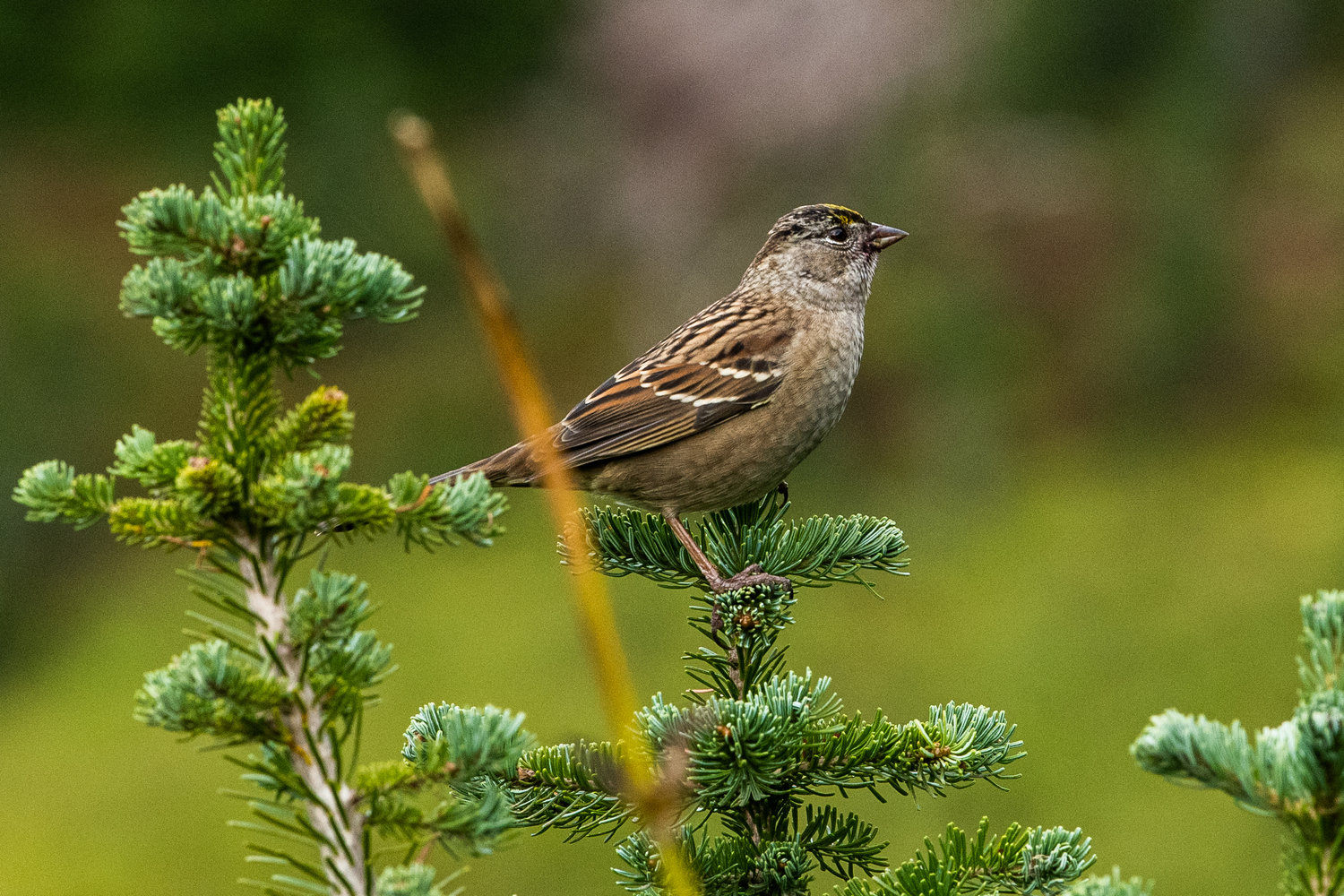 A golden-crowned sparrow sits at the top of a fir tree along a trail at Paradise Wednesday.