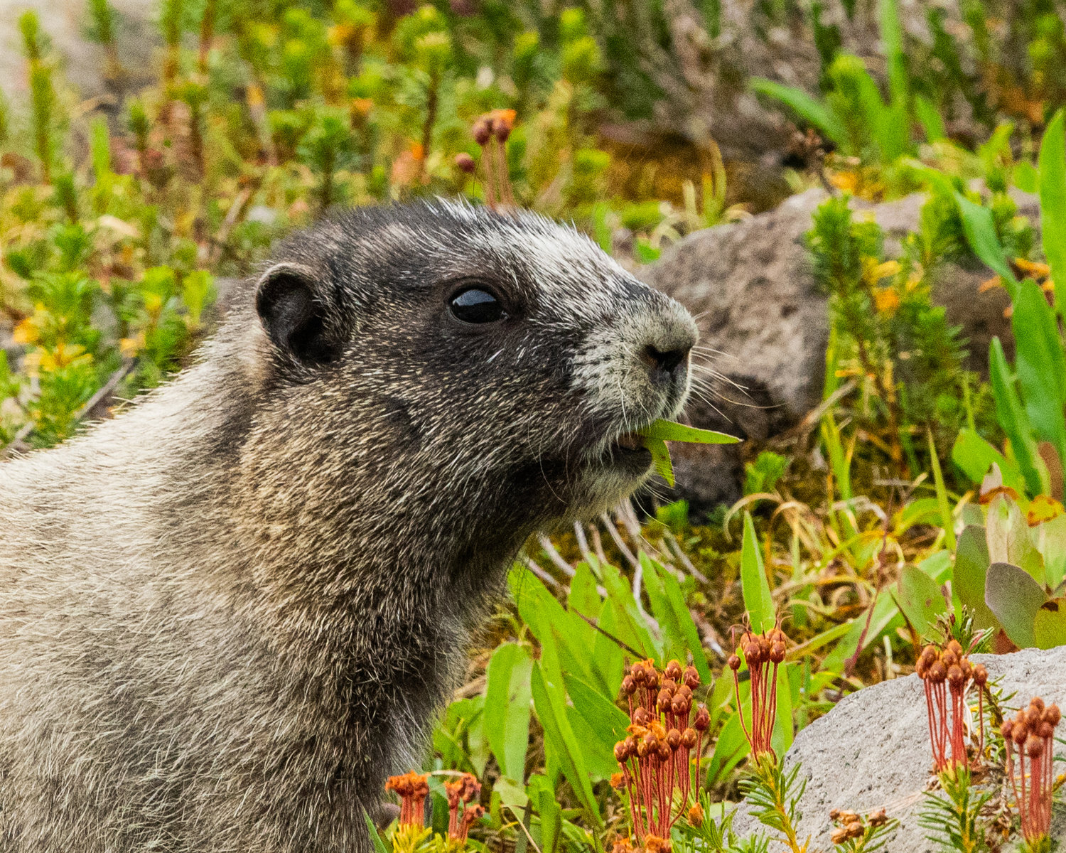 A marmot munches on leaves in a meadow near Mount Rainier on the Golden Gate Trail at Paradise on Wednesday afternoon.